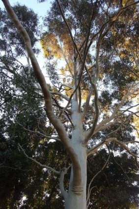 A 60-year-old yellow flowering gum, one of the 98 trees slated for removal. 