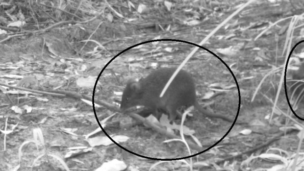 Hidden cameras captured images of the elusive Potoroo.