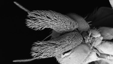 A scuttle fly captured via the Australia Museum's Scanning Electron Microscope