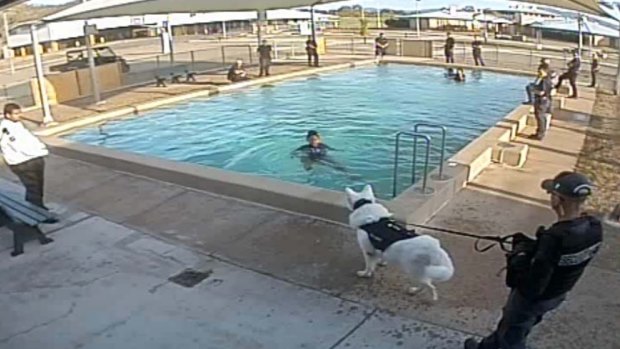 Images also show an un-muzzled dog approach girl as she is trying to get out of a pool.