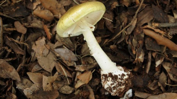 The death cap mushroom can be fatal within 48 hours.