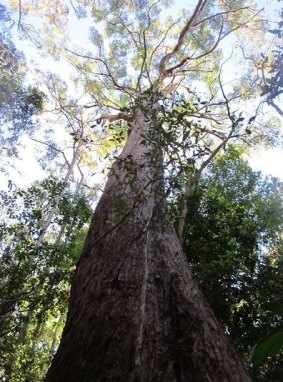 300-year-old trees in Caloundra forest face axe in Bruce Highway project.