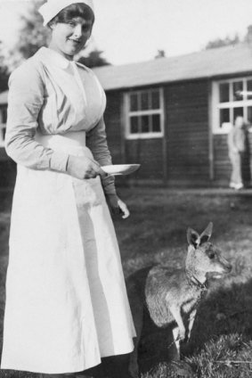 An Australian nurse at Number One Australian Auxiliary Hospital in Harefield, about to feed the pet kangaroo Jimony.