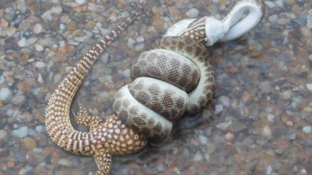 Snake v goanna, Urandangi-style.