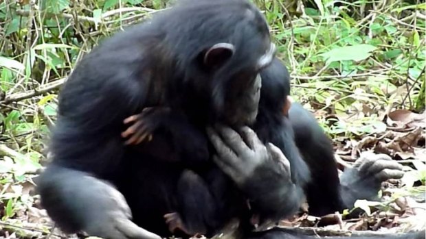 Mother chimpanzee Christina cradles her disabled infant XT11.