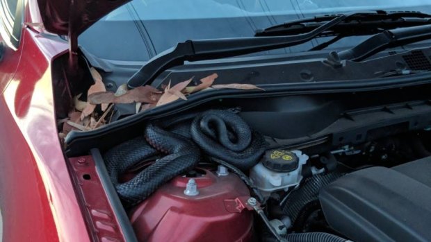 Michael Garbutt found a red-bellied black snake under his bonnet after parking his car in Kurnell.