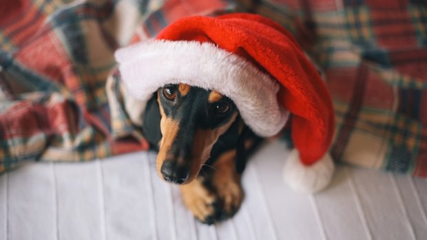 There are some holiday hazards, but it's easy to keep your pets safe during Christmas.