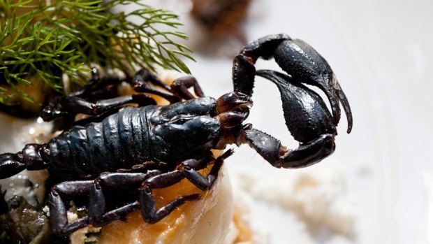 Public Bar and Restaurant in Brisbane's CBD used to serve a dish of wood-roasted scorpions with lobster snow, seaweed, pickled ginger foam and scampi. 