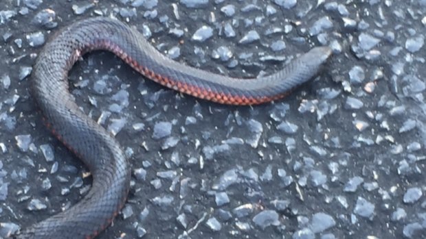The juvenile red-bellied black snake which bit Sarah Adam on the ankle on the October long weekend.