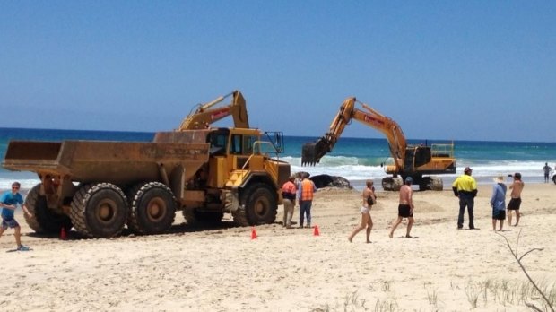Council crews arrive at The Spit to remove the whale carcass.