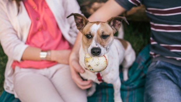 Sharing a pet together can teach couples a lot about their compatibility as future spouses.