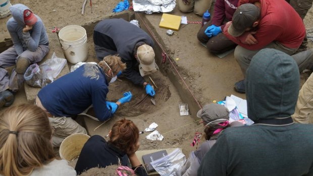 Researchers excavate the roughly 11,500-year-old remains of the Upward Sun River infants in Alaska. 
