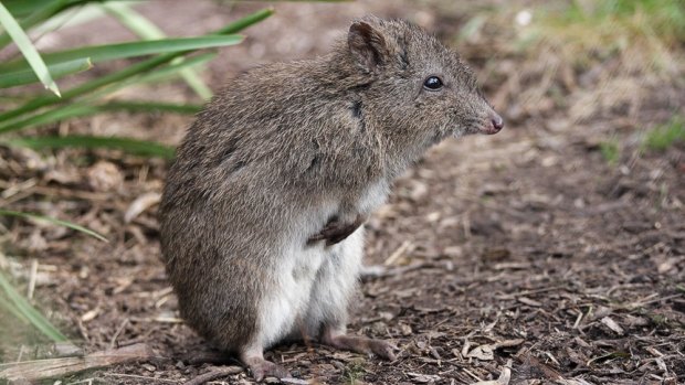 Four Gilbert's potoroos have been moved to an island off Albany on Western Australia's southern coast in a move to protect the critically endangered marsupial after a massive fire destroyed most of their habitat.