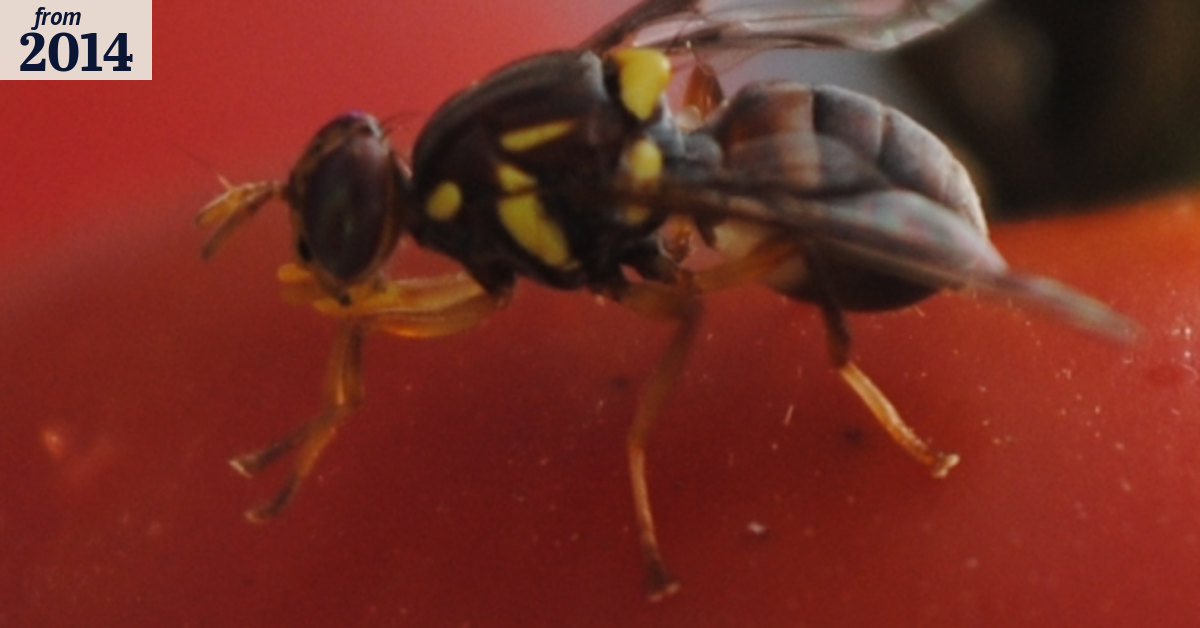 Ghosts of mother's sexual past show up in fly offspring, study shows