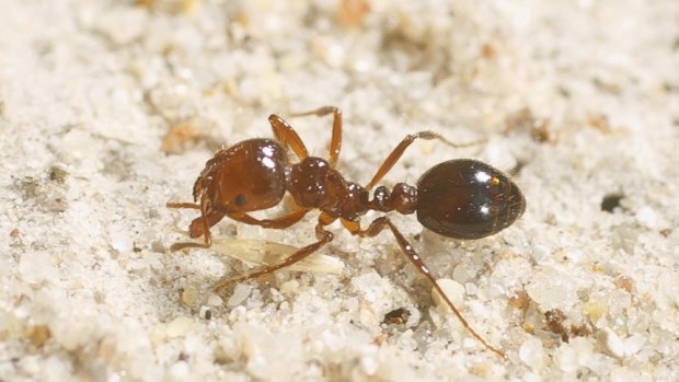 Fire ants have been found at the Botanic Gardens, as well as a number of Brisbane suburbs.
