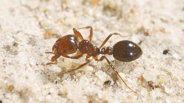 Fire ants are moving in on the Lockyer Valley's crucial vegetable grounds.