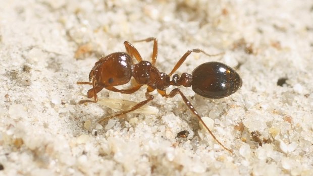 Fire ants in Port Botany have been contained, the government says. 