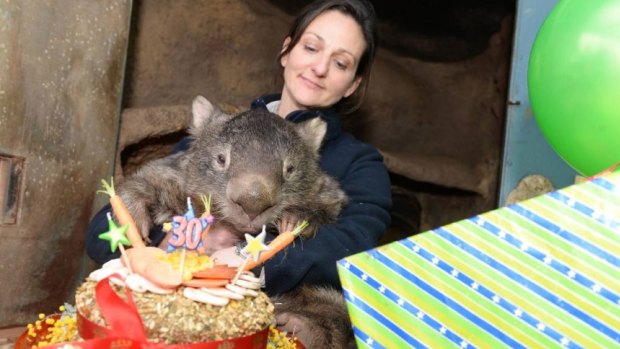 Ballarat Wildlife Park's Julia Leonard helps Patrick the wombat blow out his candles. 