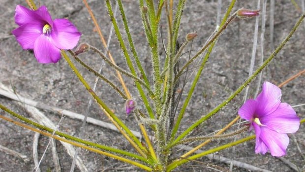 The reserve has one of four remaining known populations; and the population has only two plants. 