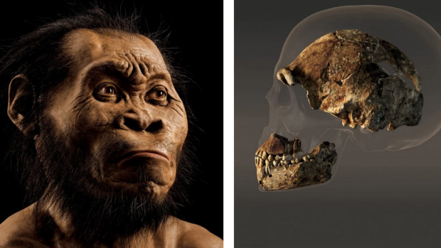 Remarkable find: fossil fragments of a relative of the human species found in Africa.