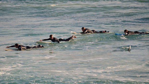 Rick Knoppert's amazing photograph last month of surfers heading to the shore at Mettams Pool after a shark was swimming among them.