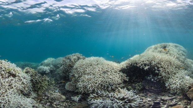 The extent of coral bleaching on the barrier reef is unprecedented.