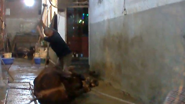 Footage depicts a bull being sledgehammered to death in Vietnam. 