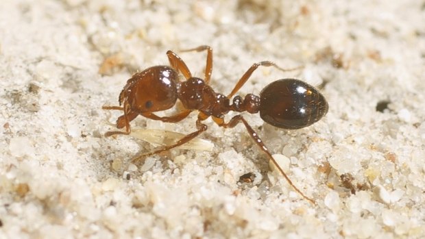 Spread fears: The red imported fire ant.
