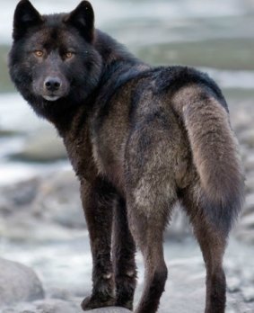 Conservationists argue the Alexander Archipelago wolf is threatened.
