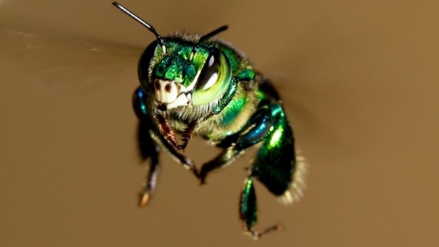 An orchid bee takes time out to ponder the meaning of flight.