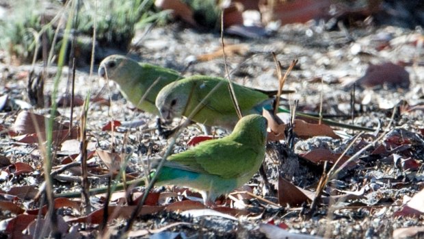 There may be fewer than 2000 golden-shouldered parrots left in their native South Central Cape York habitat.