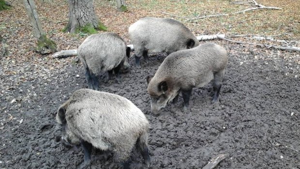 Wild boars in the Bialowieza forest, Poland. They are also a popular food.