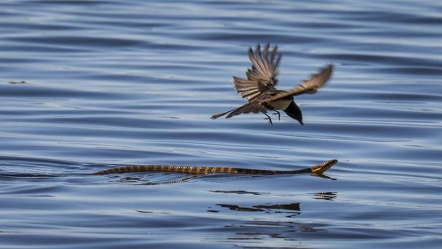 The tiger snake swimming in Herdsman lake with a fantail flying above.