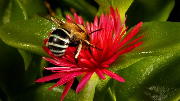 Scientists observe bee societies: An Australian native bee visits a flower. They have not been affected by colony collapse disorder.