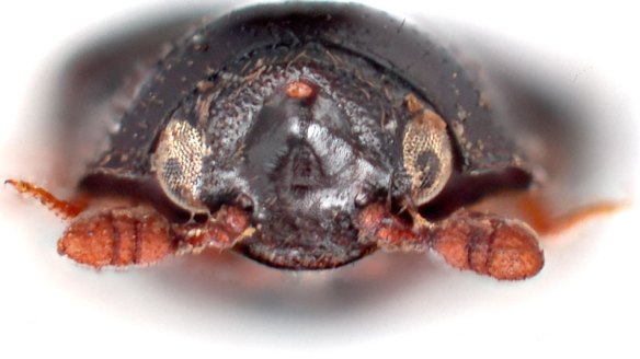 We are not alone: Scientists shine a light on the bugs we share our ...