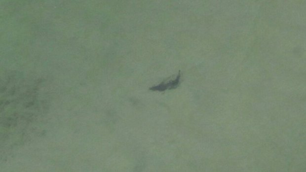 A shark spotted in shallow waters off Moreton Bay on Wednesday morning.