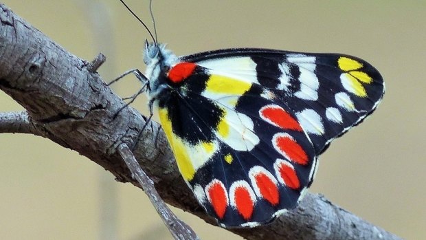A spotted jezebel butterfly on Mount Ainslie.