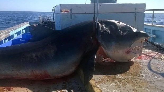 A gigantic, four-metre tiger shark, shown in Facebook photos, was reportedly caught off Nine Mile Beach, on the Tweed Coast, in the past few days. 
