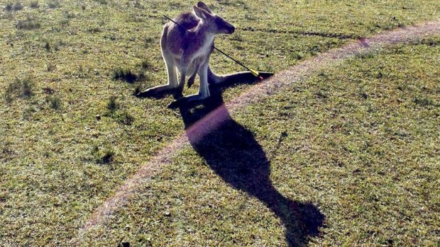 A female kangaroo shot by an arrow at Morisset Hospital. From the Newcastle Herald