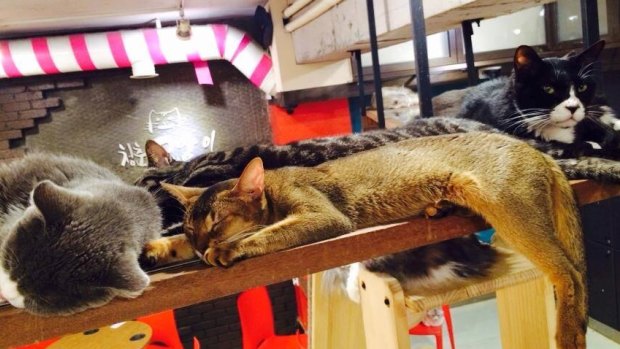 Chillax at Cheong Chun cat café.