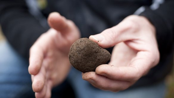 A black truffle from Tamar Valley in Tasmania.