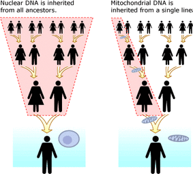Unlike nuclear DNA (left), mitochondrial DNA is only inherited from the maternal lineage (right). Kara had mitochondrial encephalomyopathy, lactic acidosis and stroke-like episodes (MELAS), which she inherited from her mother.