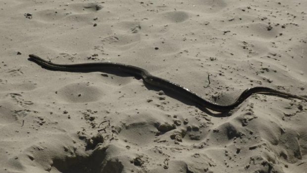 A file photo of a brown snake on a beach. 