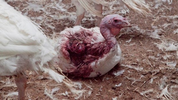 Turkeys in Australian factory farms.