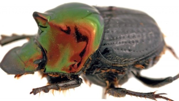 Dung beetles play a key role removing bush flies' favourite breeding ground: cow dung.