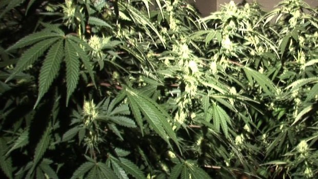 A Sunshine Coast woman has appeared in court after police found 856 grams of cannabis in her house.