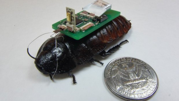 Robo-roach: An electronic backpack with wireless transmission controls the cockroach and sends information back to rescue workers.