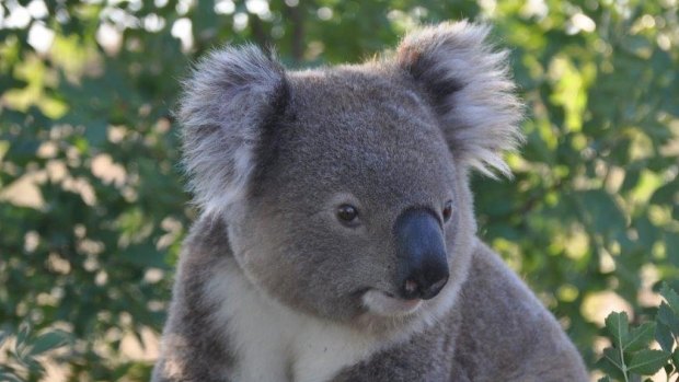 Koala habitat near Ballina won't stop an upgrade of the Pacific Highway.