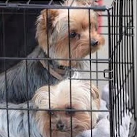 Pistol and Boo, detained and deported for border-busting.
