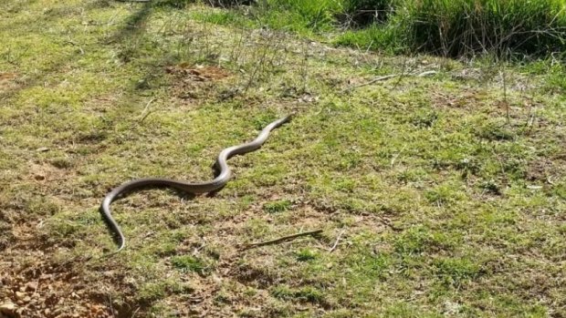 A large brown snake photographed at Black Mountain, which was travelling with another, smaller snake.